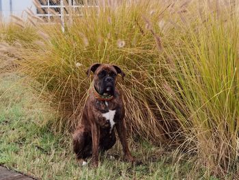 Portrait of dog on field