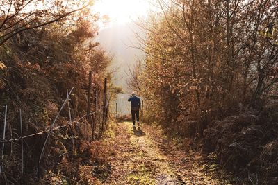 Rear view of person walking on footpath in forest