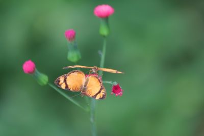 Close-up of insect on plant