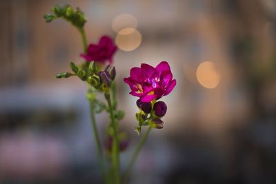 Close-up of pink flowering plant