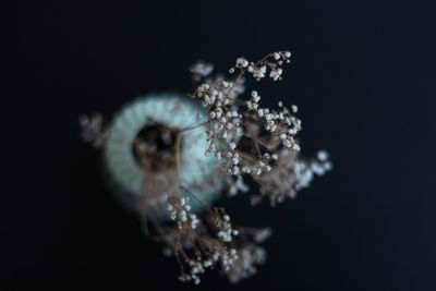 Close-up of jellyfish in sea