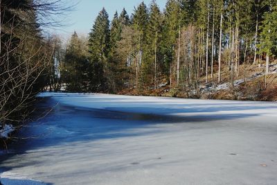 Trees growing in forest during winter