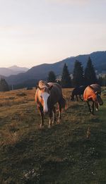 Horses grazing in a field