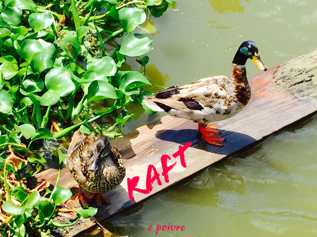 animal themes, bird, animals in the wild, wildlife, water, duck, lake, high angle view, two animals, one animal, perching, swimming, nature, day, mallard duck, reflection, three animals, pond, outdoors, waterfront