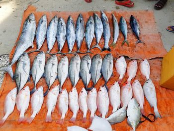 High angle view of seafood on table