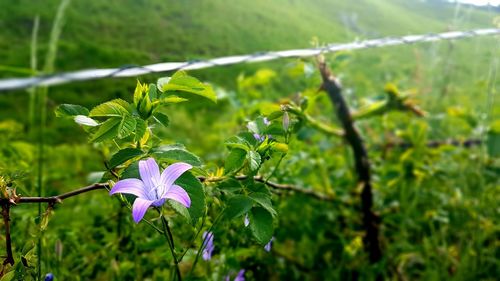 Close-up of flowering plant