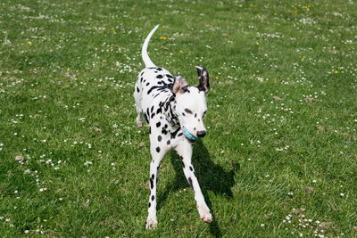 Dalmatian on grassy field