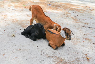 High angle view of two dogs on land