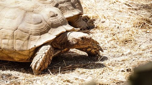 Close-up of a turtle in the field