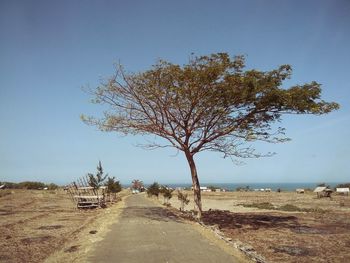 Tree by road against sky