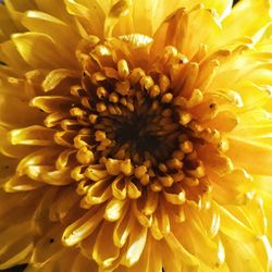 Full frame shot of yellow flowers