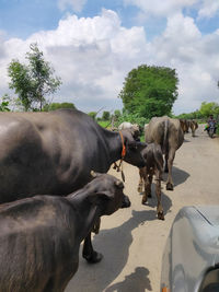 Village traffic