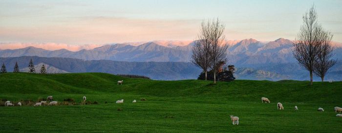 Scenic view of grassy field