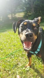 Dog on grassy field