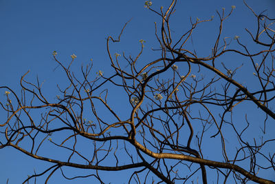 Low angle view of bare tree against clear blue sky