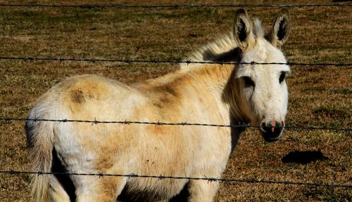 Small horse 