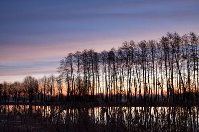 Silhouette trees by lake against sky during sunset