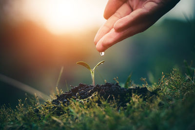 Cropped hand watering seedling on field during sunny day