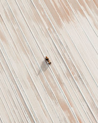 High angle view of insect on beach