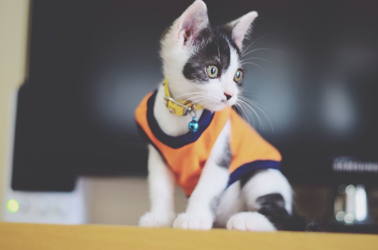 pets, one animal, domestic animals, animal themes, mammal, domestic cat, looking at camera, portrait, indoors, cat, sitting, focus on foreground, feline, selective focus, front view, dog, whisker, close-up, home interior