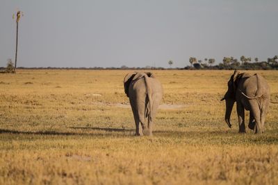 Elephant on field against clear sky