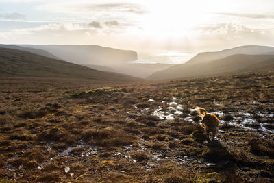 Dog on sunny hill above secluded bay