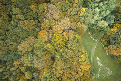 Aerial view of forest during autumn