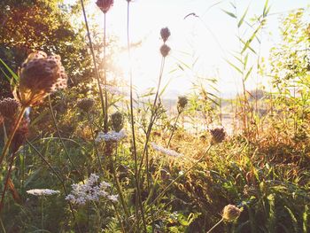Close-up of flowers growing in field