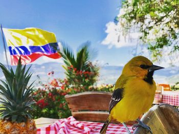 Close-up of bird perching on a plant against the sky