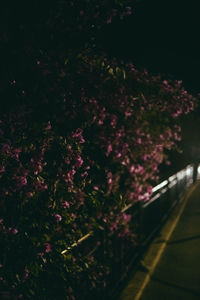 High angle view of pink flowering trees in city at night