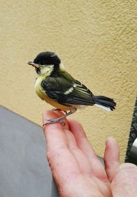 Close-up of hand holding young bird