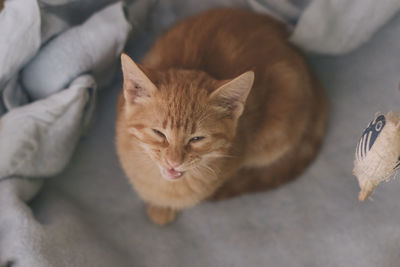 High angle view of cat resting on bed