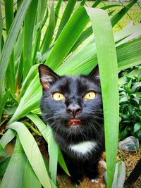 Portrait of a cat