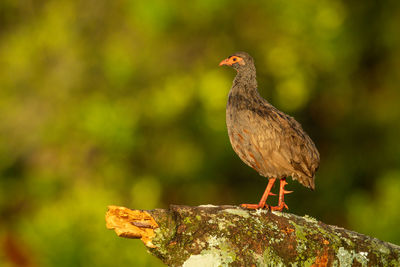 Red-necked spurfowl perches on branch in profile