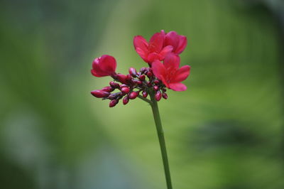 Close-up of pink flower growing in garden