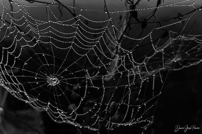 spider web