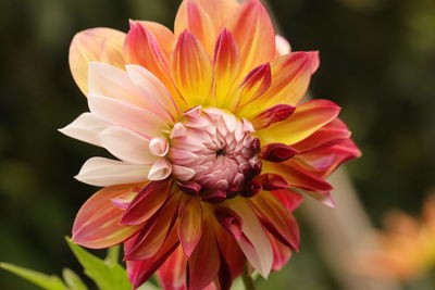 Close-up of pink flower