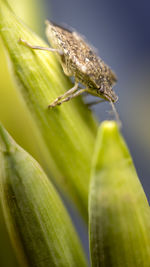 Close-up of bug on leaf