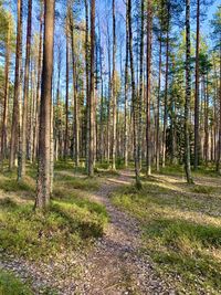 Trees in forest