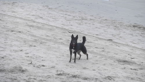 Dog standing on beach