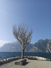 Tree by sea against clear sky