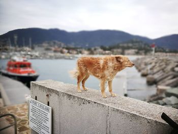 View of a dog on the sea