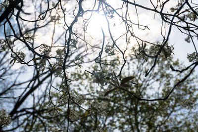 Low angle view of bare tree against sky