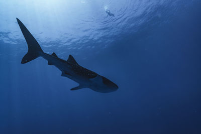 Fish swimming in sea