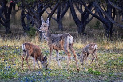 Deer standing in a farm