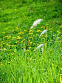 Close-up of grass on field