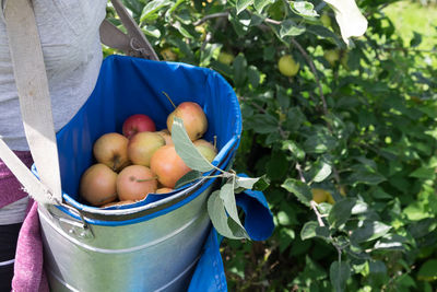 Bucket of apples picked during apple harvest