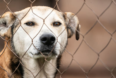 Close-up portrait of dog seen through chainlink fence