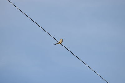 Low angle view of bird on cable against blue sky