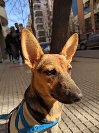 Close-up of a dog looking away